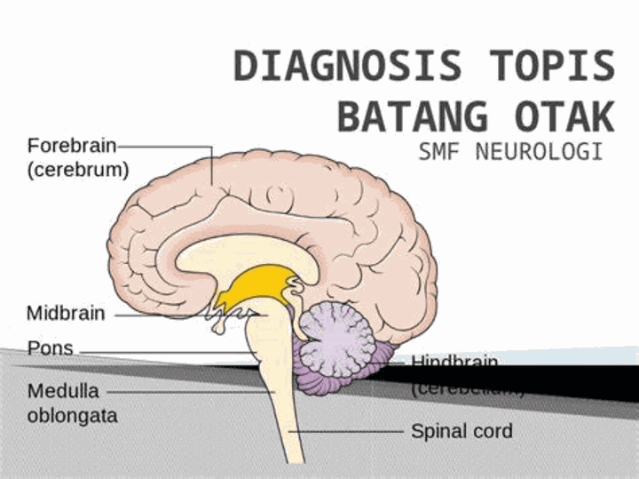 Rahasia Batang Otak: Fungsi Vital & Struktur Ajaibnya