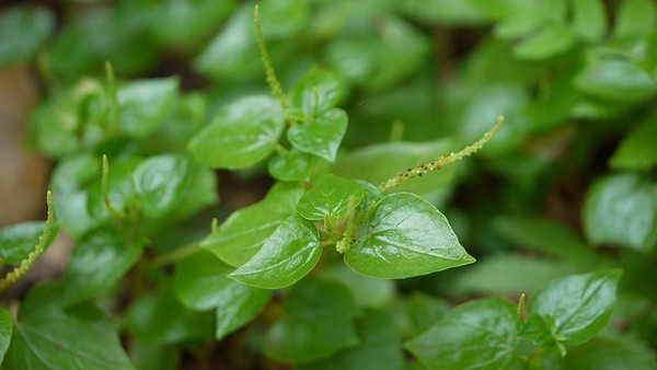Rahasia Kulit Glowing & Pencernaan Sehat: 8 Manfaat Daun Sirih Cina