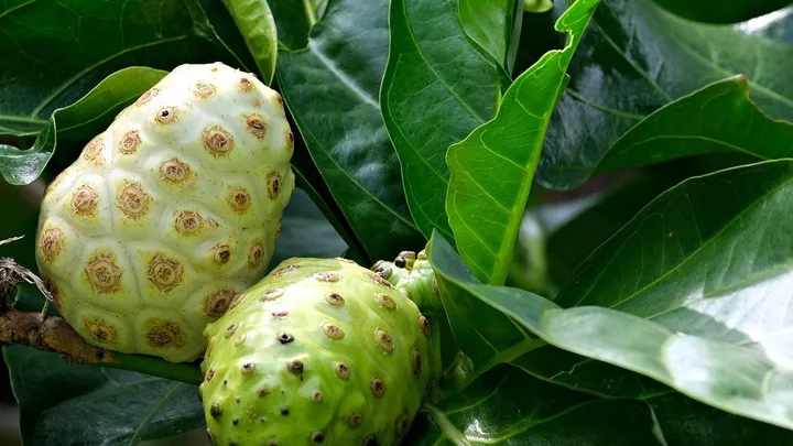 Rahasia Mengkudu: Atasi Kanker & Diabetes, Peluang Bisnis Menjanjikan