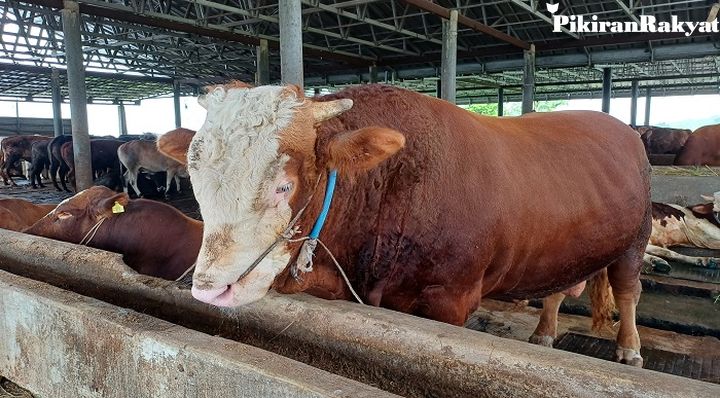 Sapi Kurban Prabowo Rp125 Juta Mati Mendadak: Misteri Penyebabnya