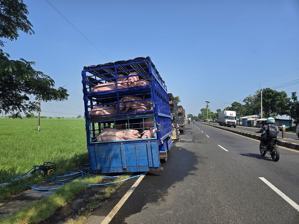 Sawah Tercemar Air Cucian Babi: Halalkah Konsumsi Hasil Panennya?