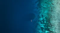 Terungkap! Karang Laut Raksasa, Dua Kali Lapangan Basket! Terungkap! Karang Laut Raksasa, Dua Kali Lapangan Basket!
