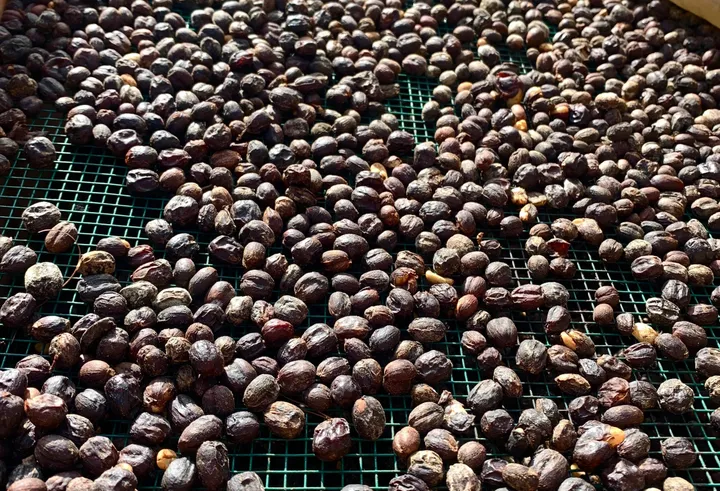Revolusi Digital KOLTIVA: 25.000+ Petani Kopi Amerika Selatan Terverifikasi