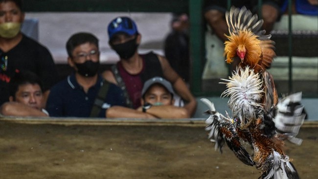 Wakil Ketua DPRD Bali Dukung Legalisasi Sabung Ayam: Solusi Ekonomi atau Masalah Baru?